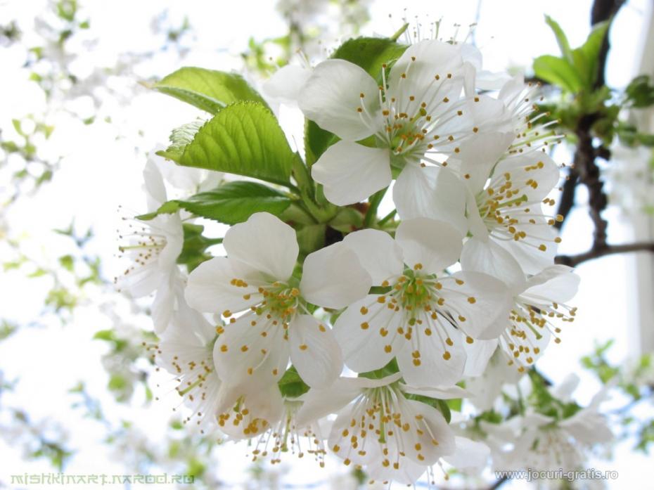 flori-de-cires