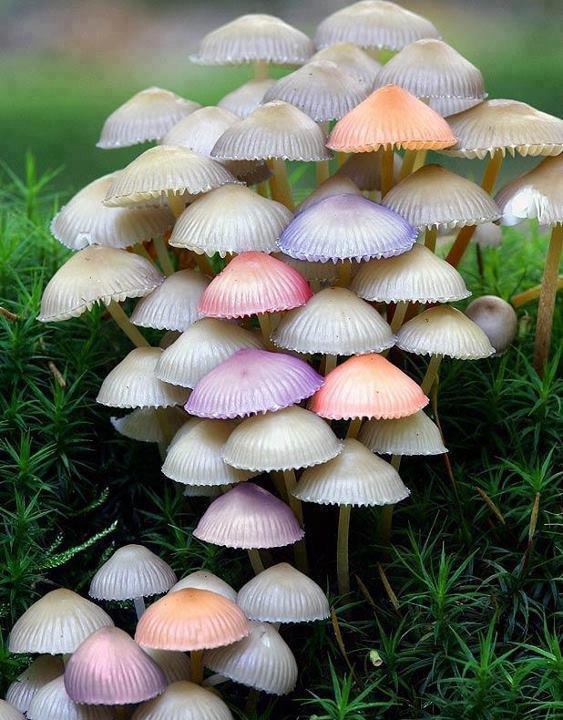 natural umbrellas