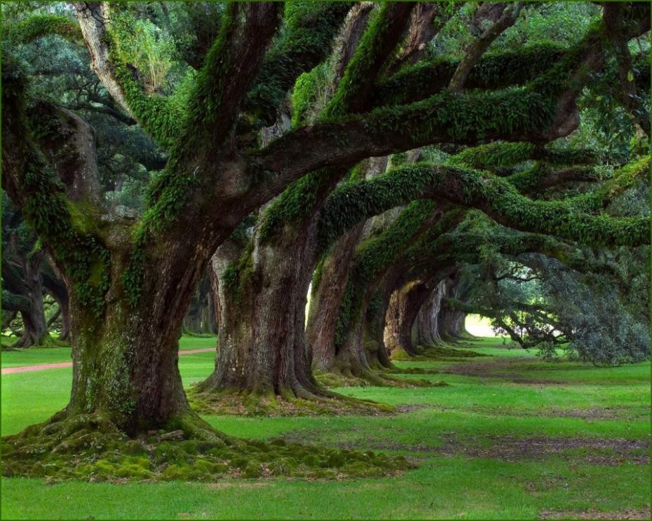 La natura non fa nulla di inutile.. Aristotele