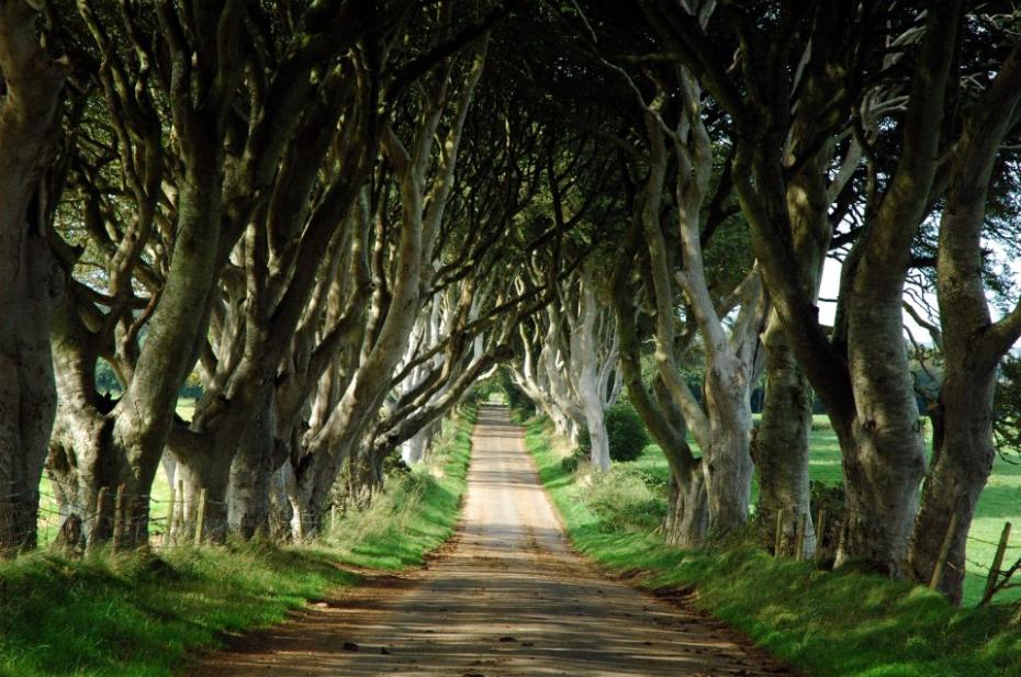 alberi in Irlanda