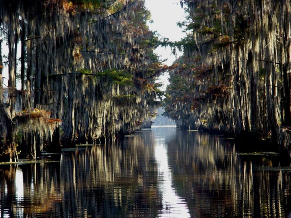 Lago Caddo, si trova sul confine tra il Texas e la Louisiana.