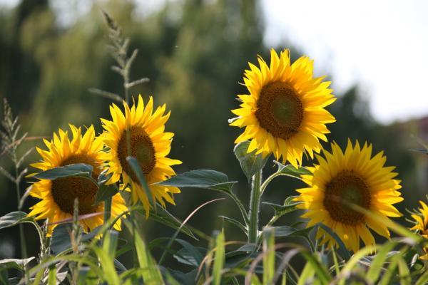 girasoli