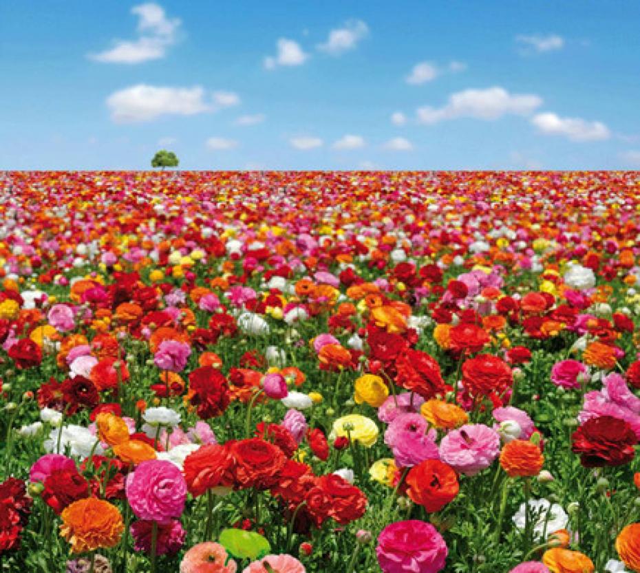 flowers-field