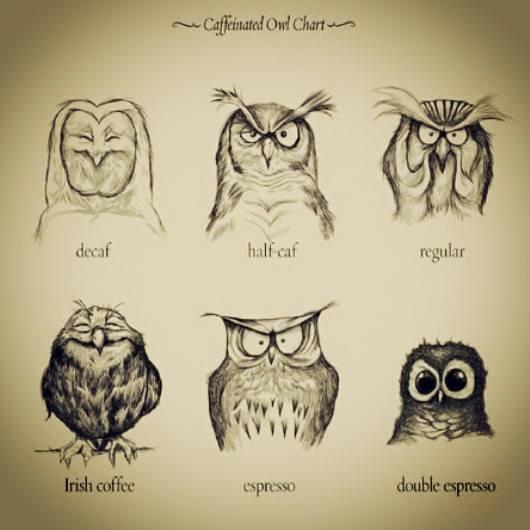 owls