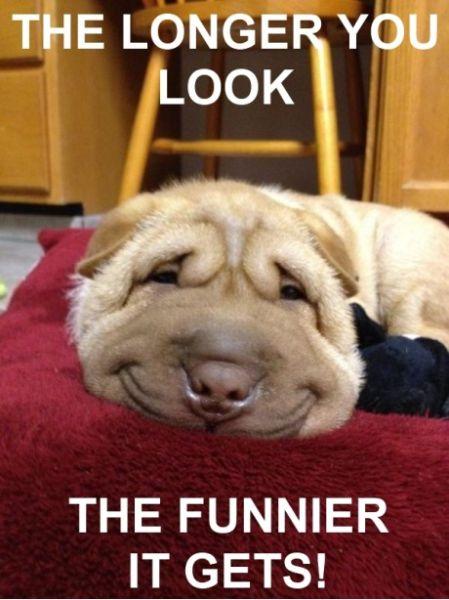 funnydog