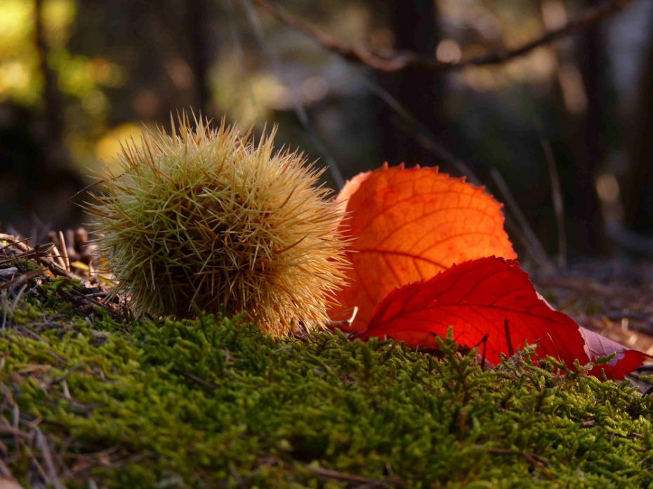 castagne