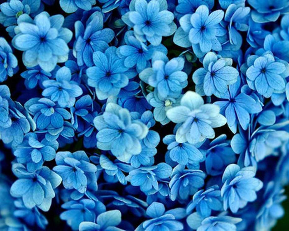 blue-flowers