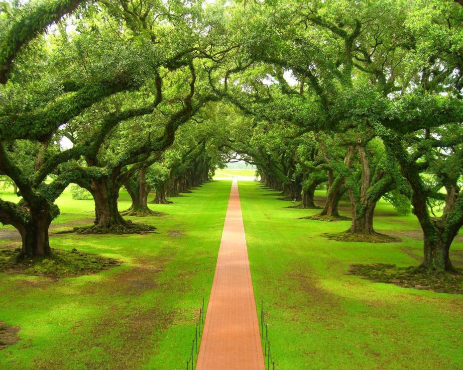 Green-Trees