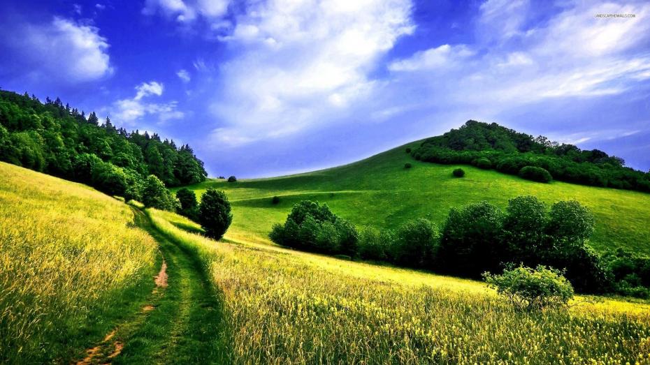country-road-in-a-green-field