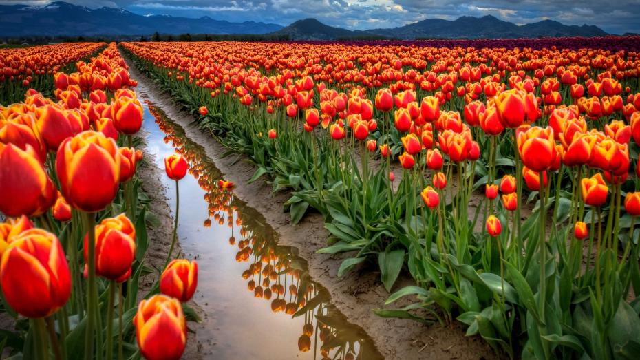 landscapes-nature-flowers-tulips