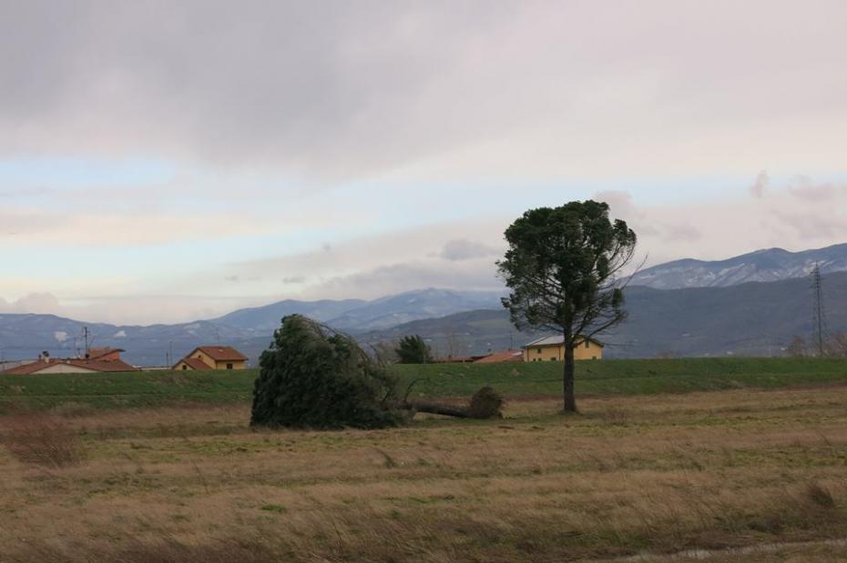 copacii mei dragi... ca doi amici impreuna de mai bine de o suta de ani, atat de trist...