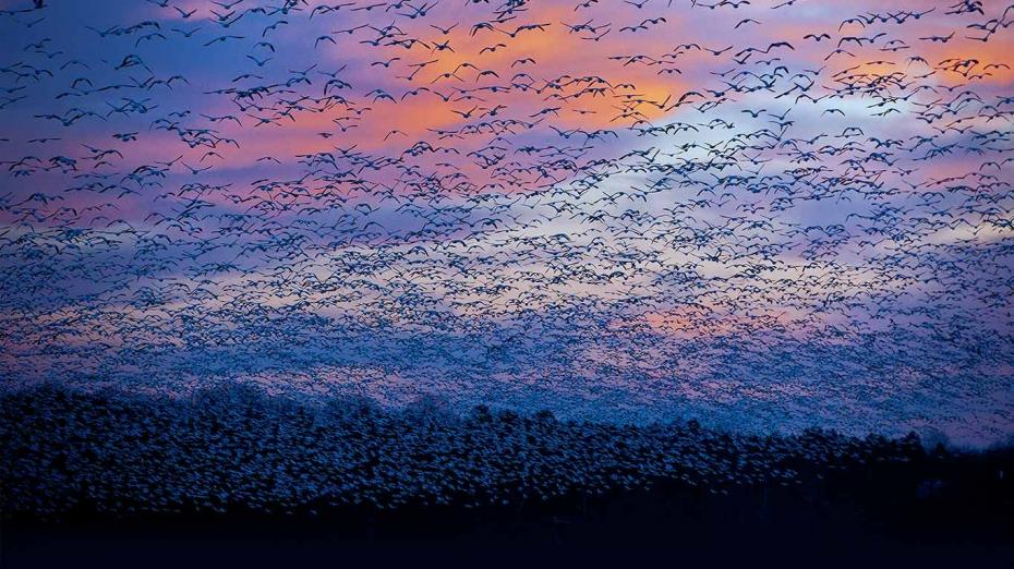 Snow goose migration at the Saint-François River, Quebec, Canada (David Doubilet)