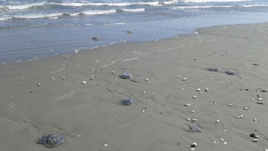 Invazie de meduze pe plaja din Mamaia Foto Sînziana Ionescu