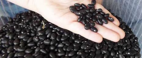 Black Beans