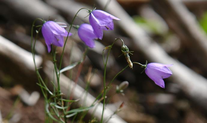 blumen-sommer