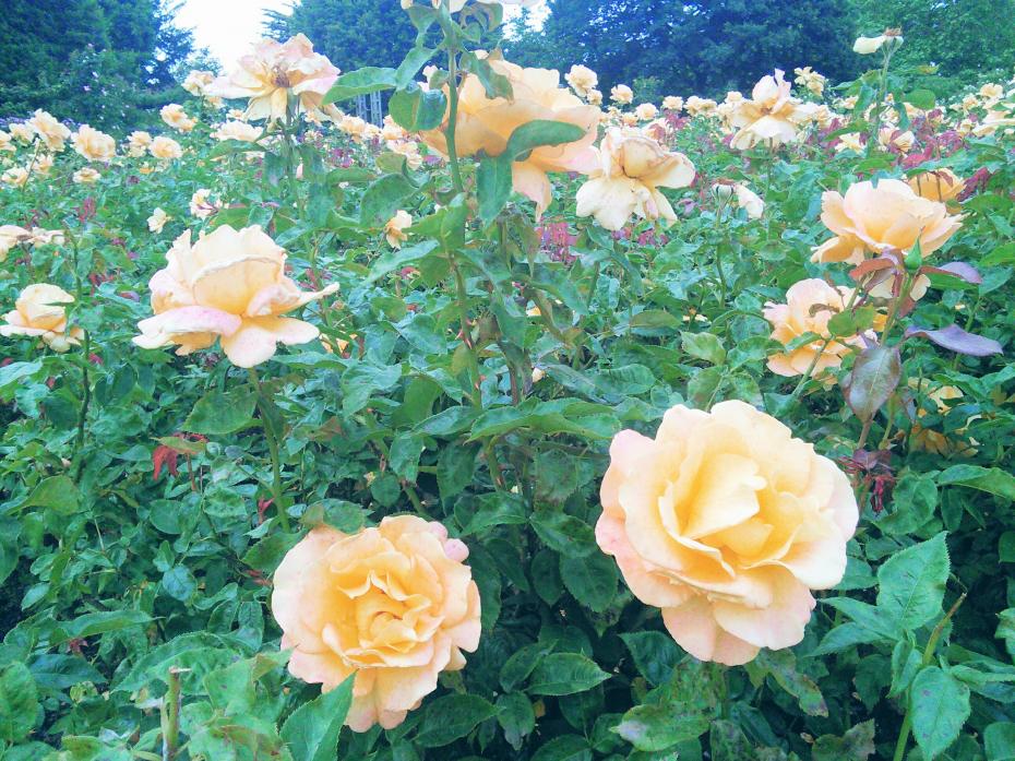 Roses in Queen's Mary Garden