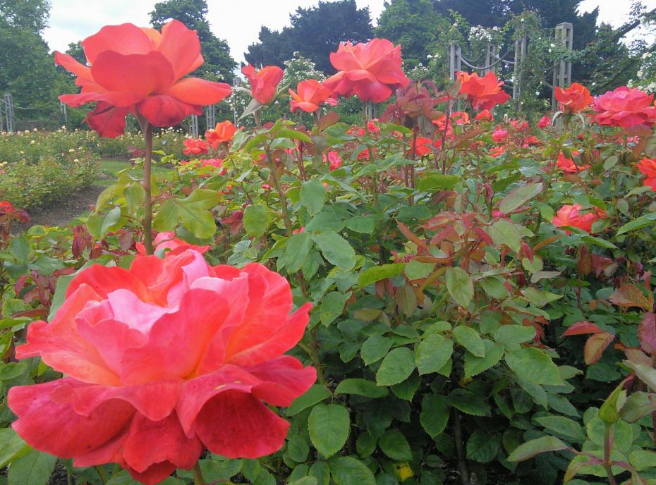 Roses in Queen's Mary Garden