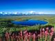 Tundra_Pond_Mount_McKinley_Denali_National_Park_Alaska