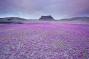 Desert with Phacelia