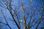 Germania - oua colorate impodobesc copacul cu ocazia targului oualelor din Schleife