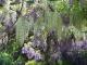 giverny-wisteria-2