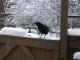snow-crows-009