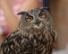 great-horned-owl-by-phil-kwoing-galleries-55384349_kwk_2039a