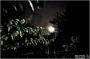 Blue-Moon-600x398