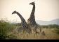 Mating giraffe