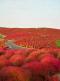 Hitachi Seaside Park - Japonia