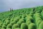 citefun-kochia-hill-5