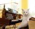 Cat pianist