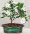 Gardenia bonsai