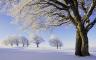 trees-winter-snow-frost
