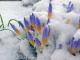 crocus_snow