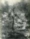 Josef Breitenbach German-American, 1896-1984 Illuminated Tree