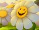 Smiley_Flower_Happy!_wallpaper