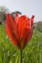 tulipano - occhio di sole