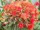 un cactus in fiore