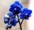 orhidee-albastra