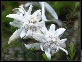 edelweiss-001-gf_(1)